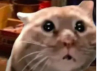 202412031717115136.Png
